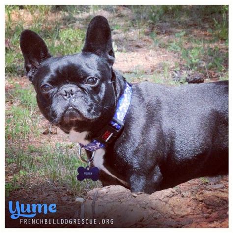 The chicago french bulldog rescue is dedicated to protecting french bulldogs from neglect, abuse, and the loss of family. Do you has any 'yume' treats fer me?? BOL | French bulldog ...