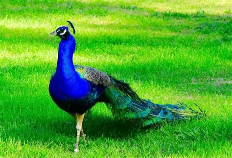 Whats The Difference Between Male And Female Peacocks All You Need