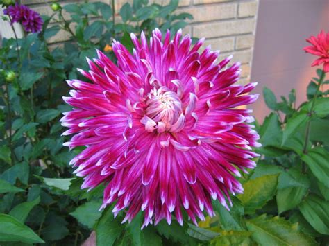 Dahlias Are One Of The Most Beautiful Flowers That You Can Plant In