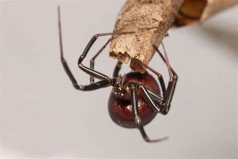 Common House Spider Animal Facts Parasteatoda Tepidariorum A Z Animals
