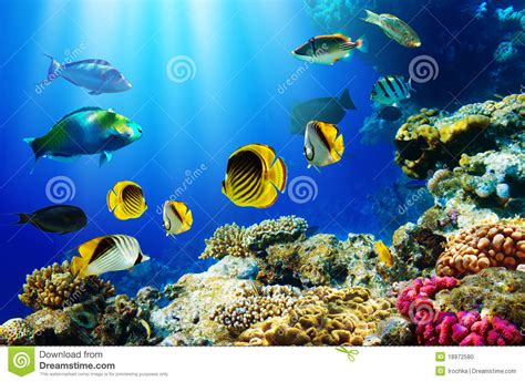 Tropical Fish Over Coral Reef Stock Photo Image 18972580
