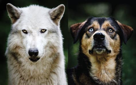What Species Of Wolf Did Dogs Come From