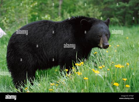 Black Bear Ursus Americanus Portrait Of Adult In Green Grass Among