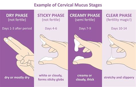 What Does Your Cervical Mucus Indicate Smart Health Shop