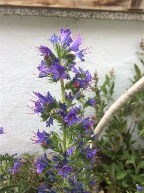 Weitere ideen zu naturnaher garten, garten, pflanzen. Wie kann ich meinen Garten naturnah gestalten? - Karin ...