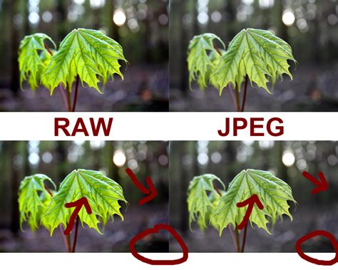 Jpg images are compressed image formats that contain digital image data. JPEG oder RAW? Der Kampf der Giganten! - PIXXEL - Der ...