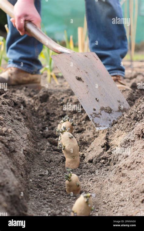 Planting Potatoes In A Garden Chitted Seed Potatoes Solanum