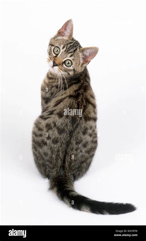 Cat Tabby Kitten Sitting Back View Stock Photo Alamy