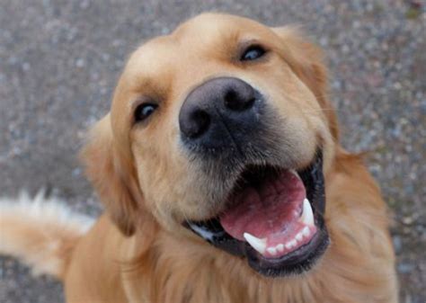 Puppy Expressions Calm Dogs Calm Dog Breeds Dogs Golden Retriever