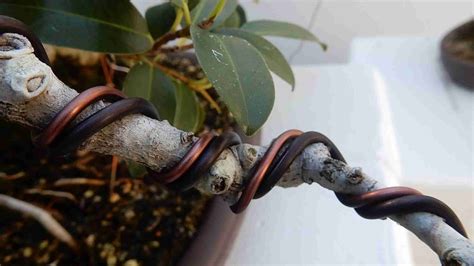 How To Wire A Bonsai Tree An Easy To Read Guide Love For Bonsai