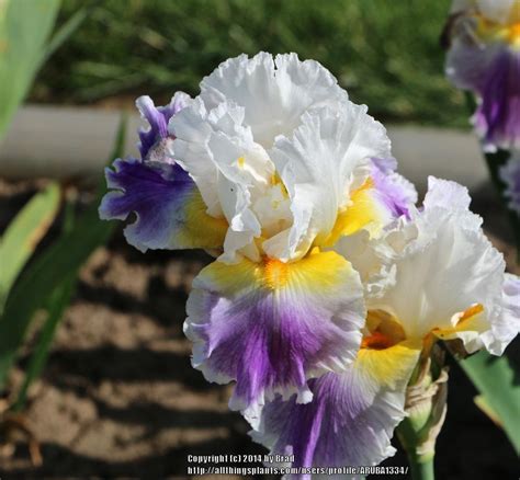 It was an absolute pleasure working with violet and iris for our engagement shoot! Photo of the bloom of Tall Bearded Iris (Iris 'Beacon of ...