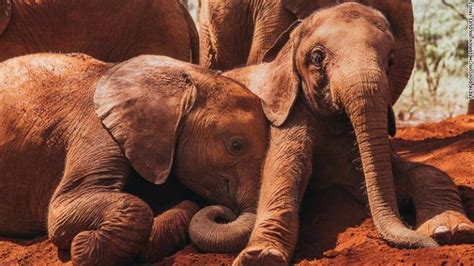Rescue Elephants Get New Life At Kenyan Orphanage Elephant Trunk Baby