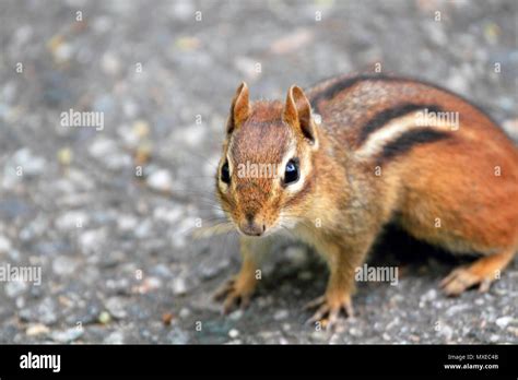 Eastern Chipmunk Tamias Striatus Stock Photo Alamy