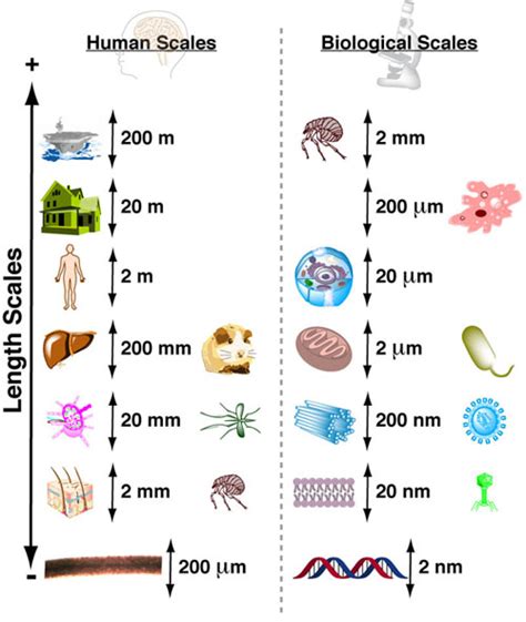 Including bacteria) or multicellular (including plants and animals). Intuiting Biological Scales using Human Scales ...