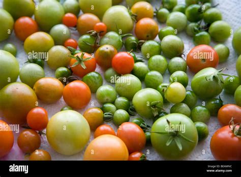 Unripe Tomatoes Stock Photo 26051352 Alamy