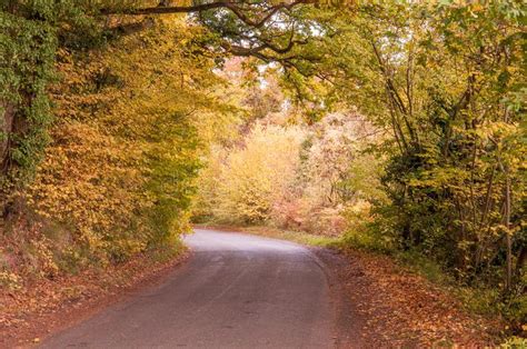 Autumn Trees Down A Country Lane In The British Countryside Stock
