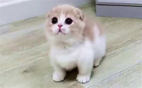 Munchkin Cat Cost Updated 2023 The Pricer