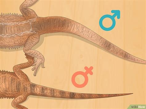 How To Tell The Sex Of A Bearded Dragon 3 Accurate Methods