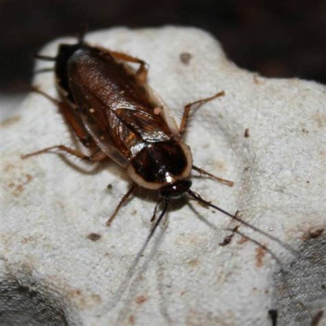 Pennsylavania Wood Roach Identification Control And Information