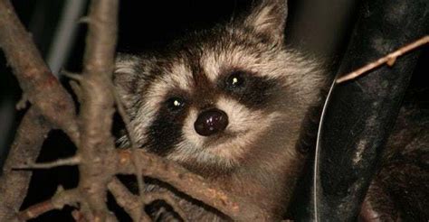 13 Bizarre Things Most People Dont Know About The Raccoon Dog Cute