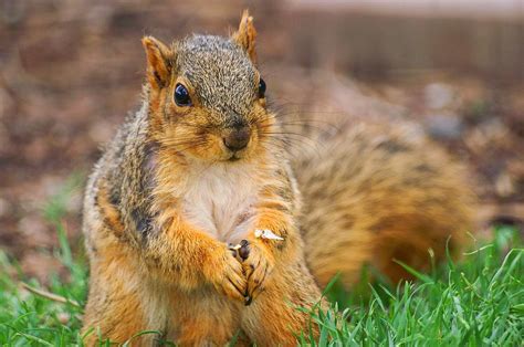 Praying Squirrel Photograph By Don Northup Fine Art America