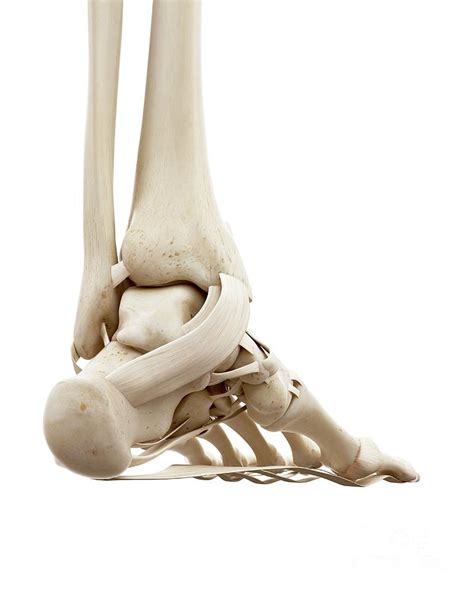 Illustration Of The Human Ankle Bones Photograph By Sebastian Kaulitzki