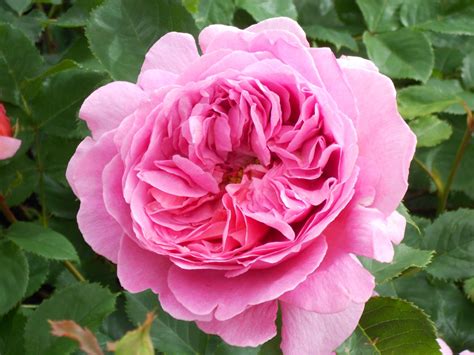 Free Images Flower Petal Pink Rose Floribunda Flowering Plant