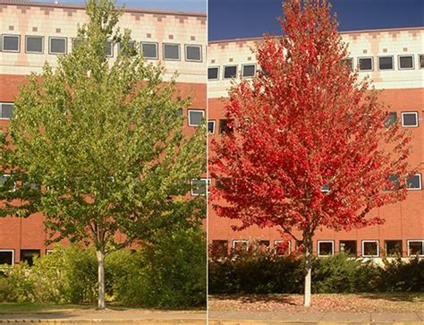 Red Sunset Red Maple Red Sunset Maple Red Sunset Acer Rubrum