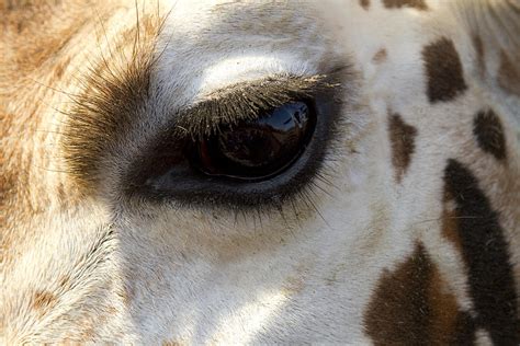 Giraffe Eye Photograph By Carrie Cranwill