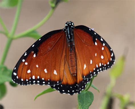 Ruminations: South Texas Butterflies Part I