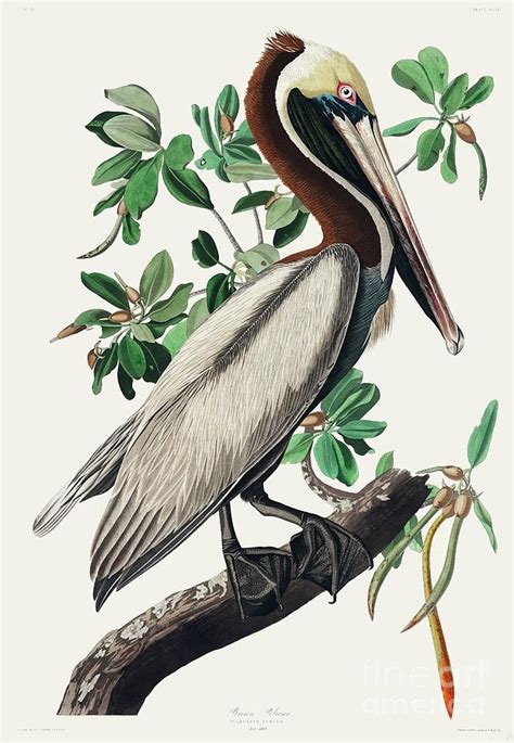 john james audubon birds of america digital art by paper moon fine art pixels