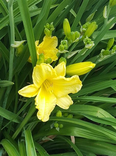 We did not find results for: Perennial landscaping plants daylilies yellow. for Sale in ...