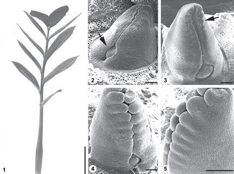 Figure 15 From Alternative Modes Of Leaf Dissection In Monocotyledons