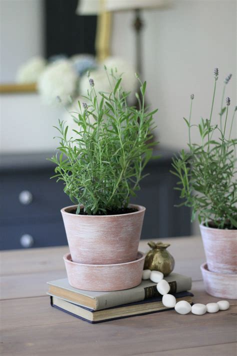 White Washing Terra Cotta Pots And Tips For Growing Lavender Indoors