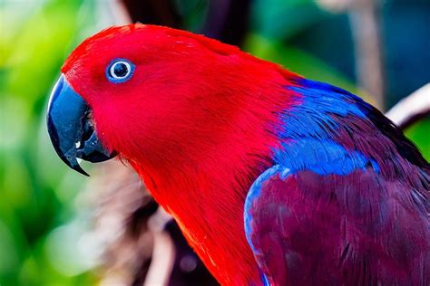 Somerset House Images Red Blue Female Eclectus Parrot Close Up