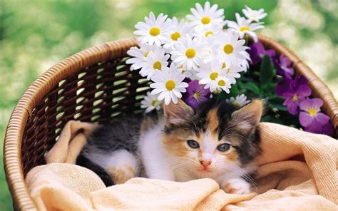 Cute Calico Kitten Kitten Wallpaper Cat Flowers Cats And Kittens