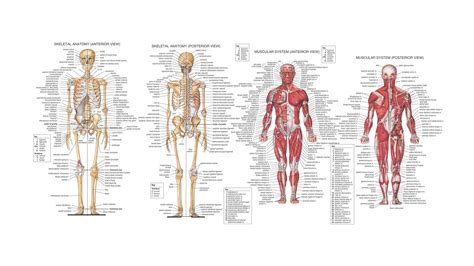 Human Anatomy Back View Organs ModernHeal Com