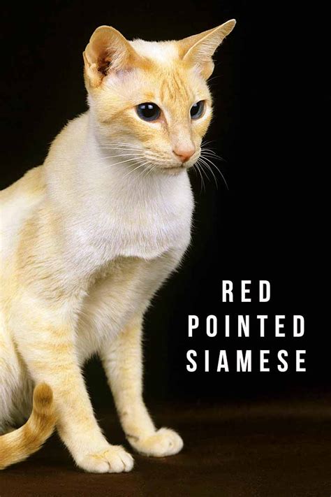 Red Pointed Siamese Cat Traits And Personality