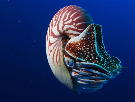 Research Backs Up Ongoing Efforts To Protect The Enigmatic Nautilus