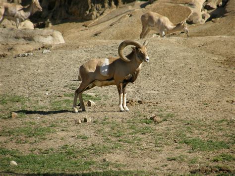 Armenian Mouflon Zoochat