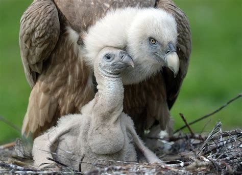 Vulture Baby Photo Baby Viewer