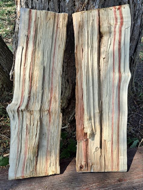 Flamed Box Elder Wood 5 Pieces Red Streaked Candied Live Cut Etsy