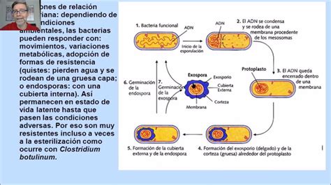 Funciones De Nutrición Reproducción Y Relación Bacteriana V31 Youtube