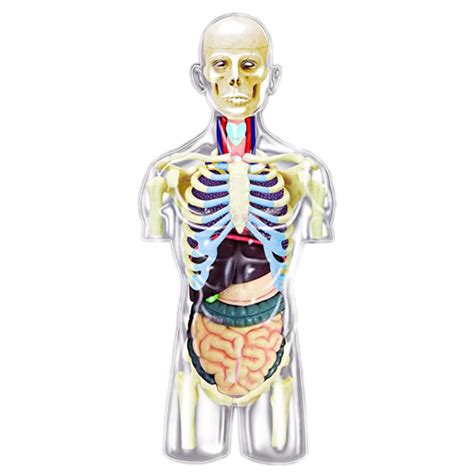This Human Anatomy Kit From Hansen Toys Features Detachable Parts And