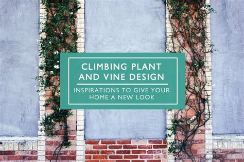 50 Climbing Plant And Vine Design Ideas To Give Your Outdoor Area A New