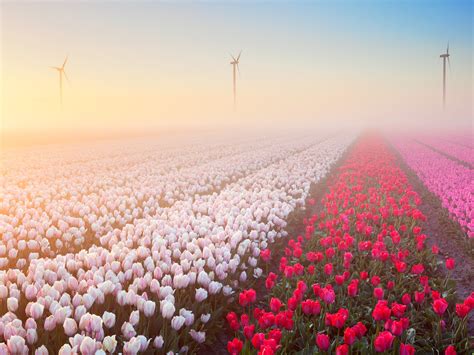 15 Beautiful Pictures Of Spring Flowers Around The World