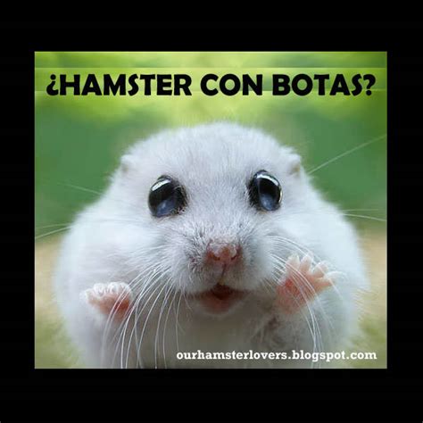 Our Hamster Lovers Hamsters Hamster Memes Hamster