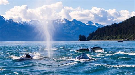 Whale Watching Boat Tour In Juneau Alaska Youtube