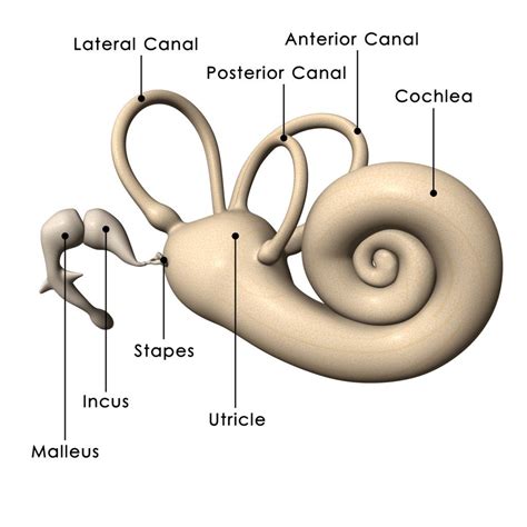 Diagram Diagram Of Internal Ear Mydiagramonline