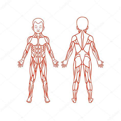 Human anatomy for muscle, reproductive, and skeleton. Clipart: muscle system | Anatomy of children muscular ...